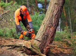 Best Tree Removal  in Ponder, TX