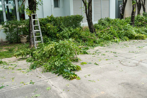 Professional Tree Removal in Ponder, TX